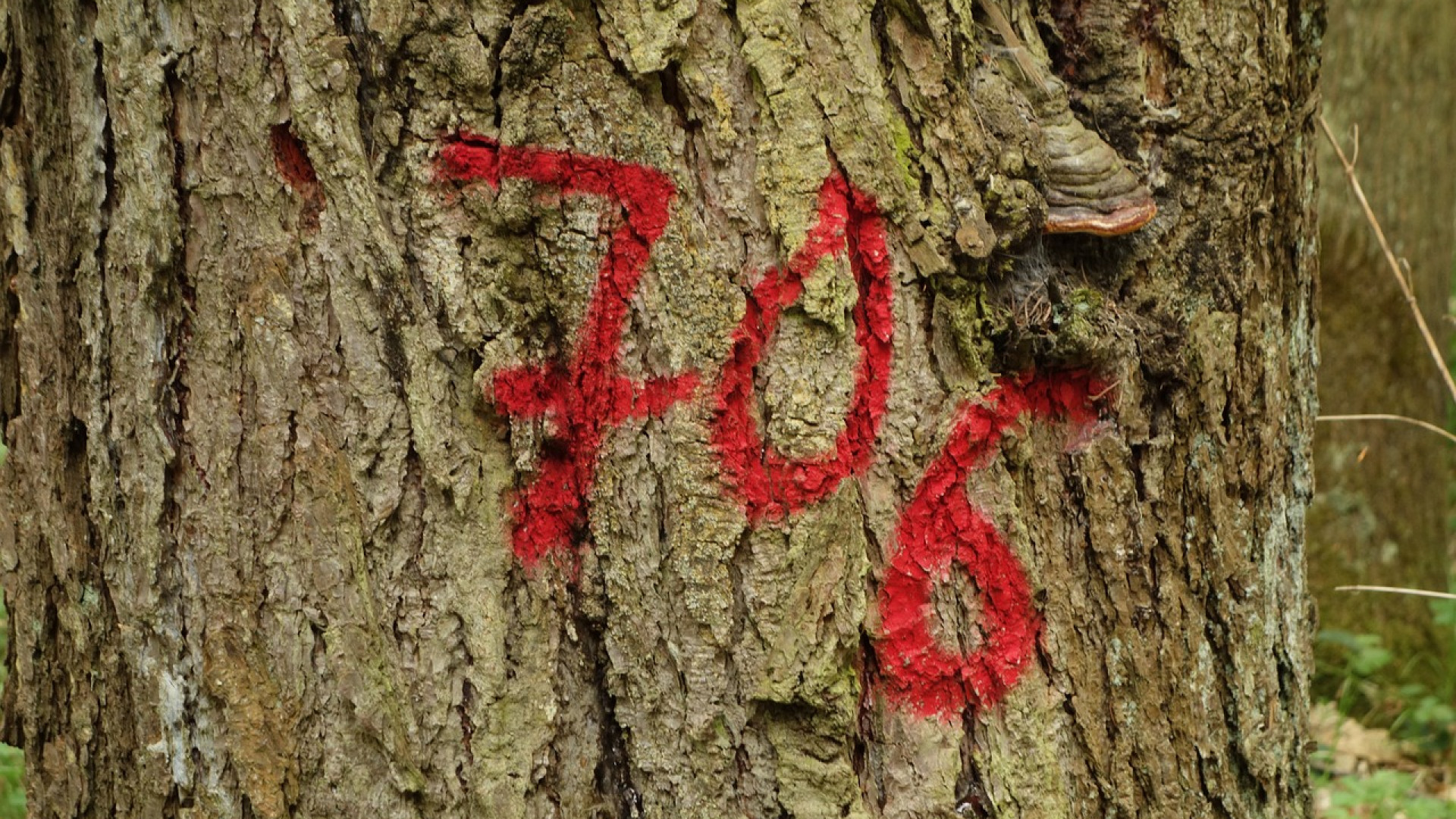 Les bombes de peinture pour le marquage sont indispensables pour le secteur forestier